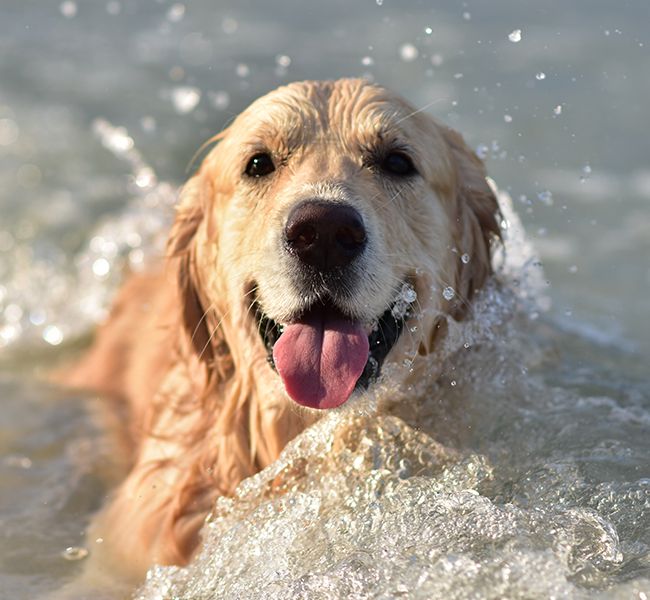 aqua training deborah sporten hond water